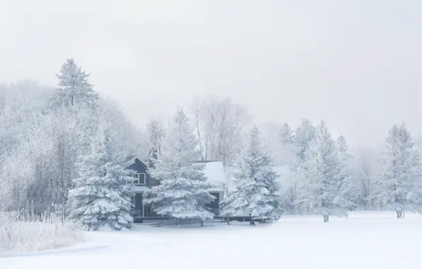 Winter, forest, snow, nature, frost, house