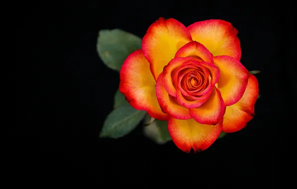 Macro, roses, motley