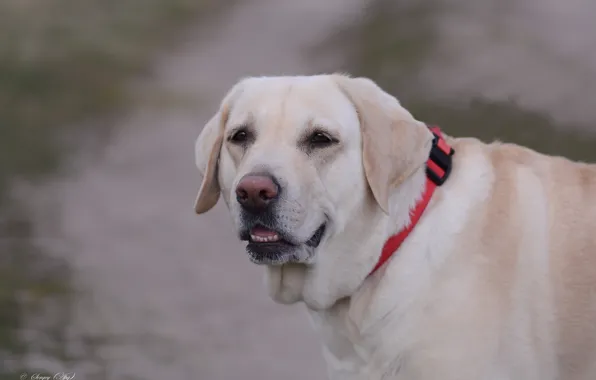 Picture look, each, dog, Labrador Retriever, background.