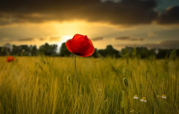 Field, flower, summer, the sky, sunset, red, Mac, rye
