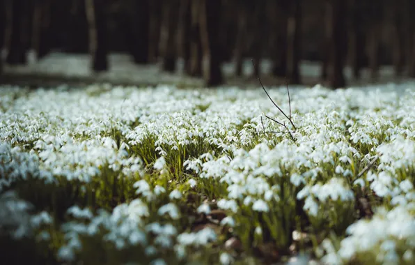 Forest, trees, flowers, nature, glade, spring, snowdrops, a lot