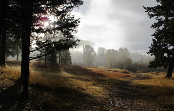 Picture nature, fog, morning