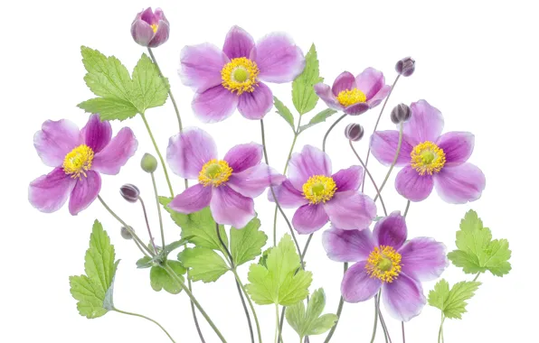 Leaves, petals, Anemone, white background, buds, Anemone