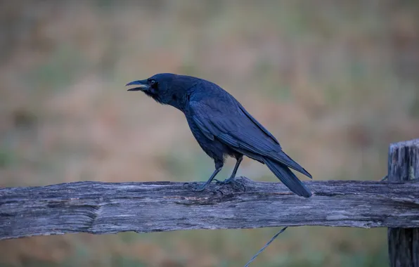 Picture crows, beak, the fence