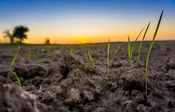 Picture nature, earth, Rostock