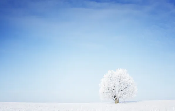 Picture grass, snow, tree