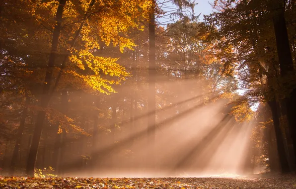 Autumn, forest, light