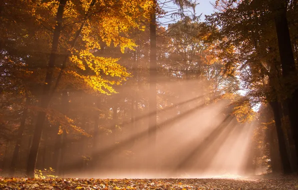 Picture autumn, forest, light