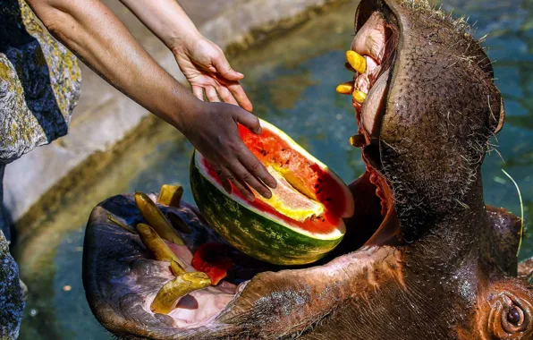 Water, hands, watermelon, mouth, Hippo, meal