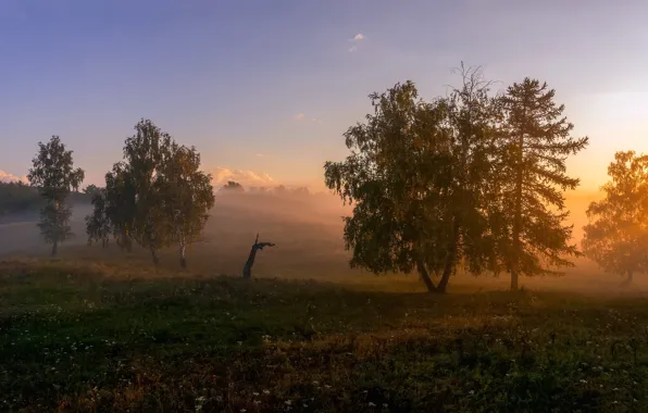 Picture field, summer, the sky, grass, light, trees, landscape, nature