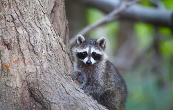 Picture look, face, trees, nature, pose, background, baby, raccoon