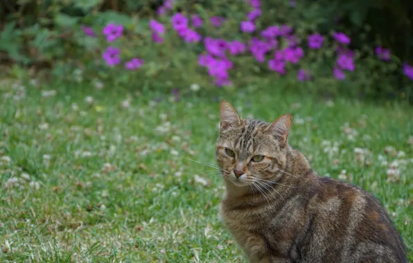 Picture flowers, nature, weed, kitty