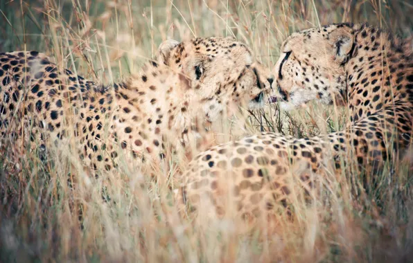 Nature, background, leopards
