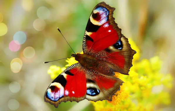 Picture summer, macro, flowers, yellow, background, butterfly, bright, insect