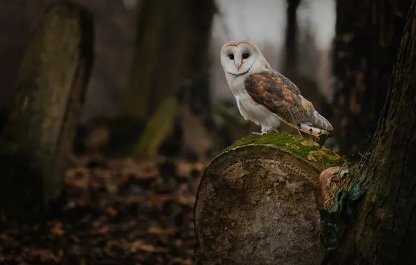 Autumn, forest, owl, bird, log, the barn owl