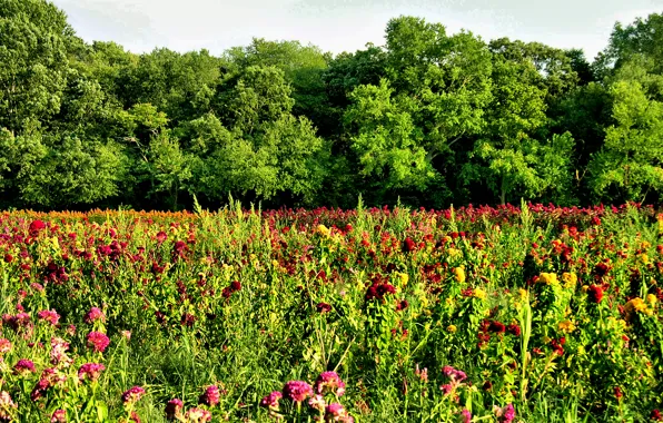 Picture field, summer, trees, Nature, summer, flowers, trees, field