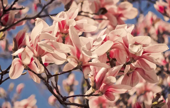 Picture flowers, branches, nature, Park, spring, pink, Magnolia