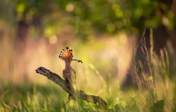 Picture summer, nature, bird, hoopoe