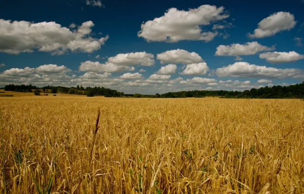 Picture clouds, rye, ears