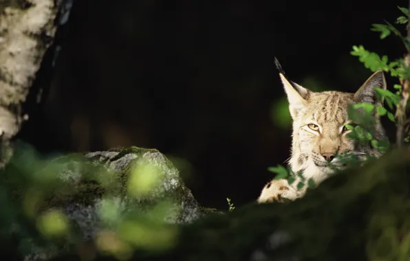 Picture forest, look, stones, lynx, ears. brush, hiding