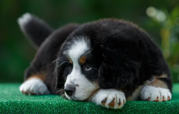 Muzzle, puppy, mountain dog