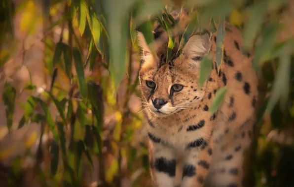 Look, face, branches, nature, foliage, portrait, wild cat, Serval