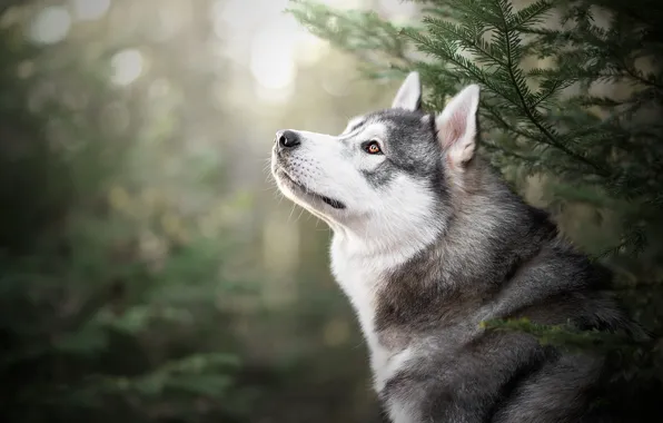 Look, face, light, branches, nature, portrait, spruce, dog