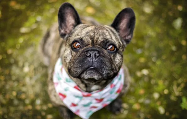 Look, each, dog