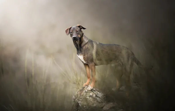 Picture look, nature, dog