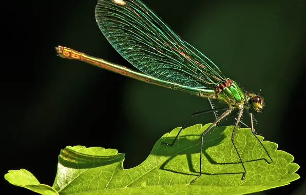 Picture nature, sheet, dragonfly, insect