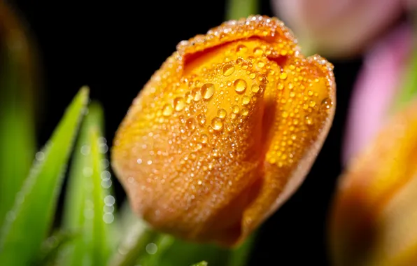 Flower, drops, macro, yellow, Tulip, spring, Bud, black background