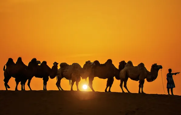 The sun, sunset, silhouette, camel, caravan