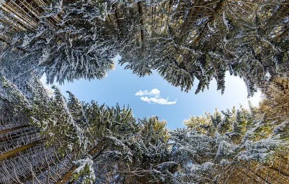 Winter, frost, forest, clouds, snow, trees, nature, branch