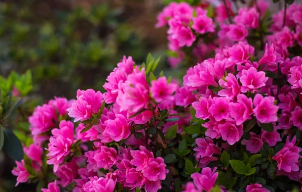 Flowering, the bushes, Azalea