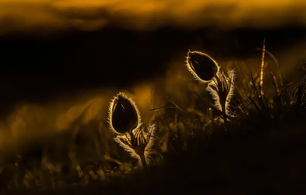 Flowers, night, nature