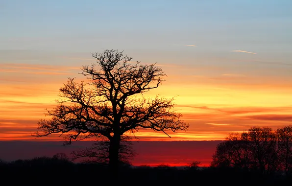 Picture the sky, sunset, tree, silhouette