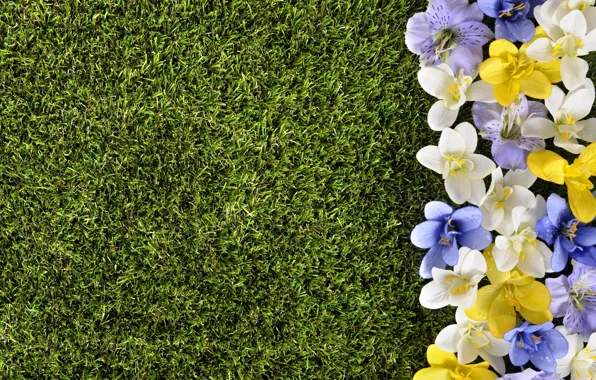 Flowers, lawn, spring, grass, weed, flowers, spring, lawn