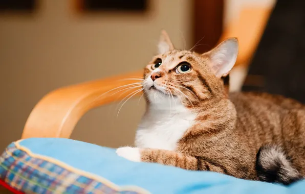 Cat, cat, look, face, comfort, chair, lies