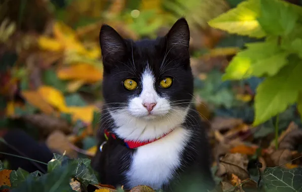 Autumn, cat, cat, look, nature, pose, black and white, foliage