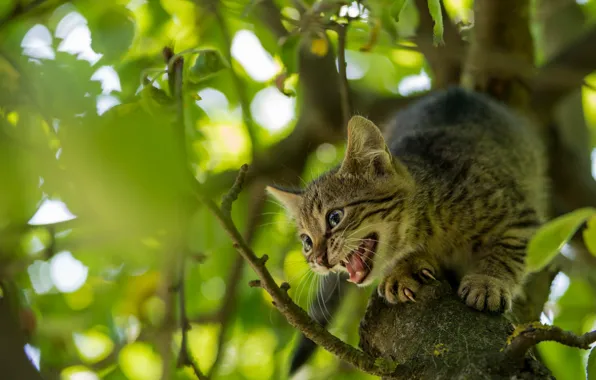 Picture tree, kitty, on the tree, scared, pisklya