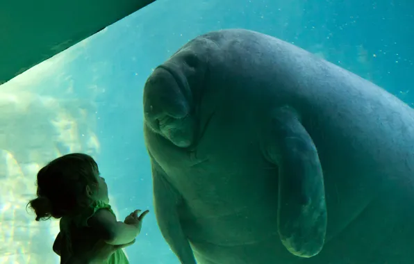 Picture girl, manatee, Trichechus, contact, Homo sapiens