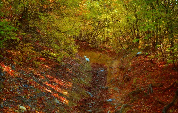 Picture Autumn, Forest, Dog, Dog, Fall, Foliage, Autumn, Colors