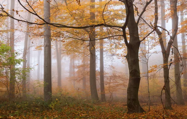 Picture autumn, forest, trees, branches, fog, Park, foliage, Golden autumn