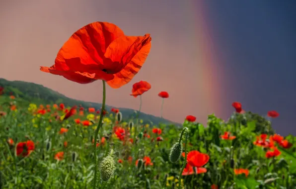 Field, flowers, Mac, rainbow, meadow