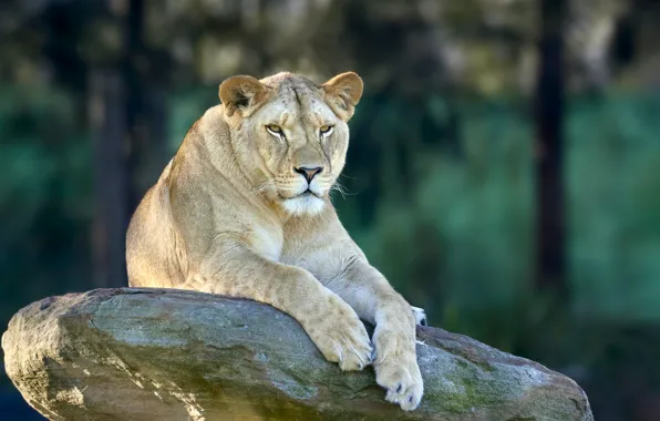 Look, face, background, stone, paws, lies, lioness