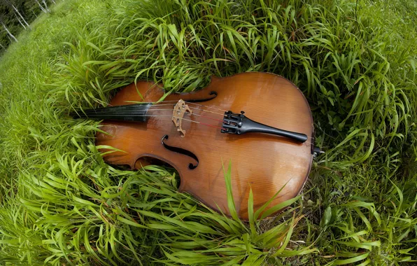 Grass, nature, music, glade, violin, view, musical instrument