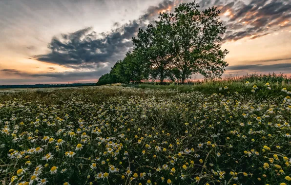 The sky, clouds, trees, sunset, photo, chamomile