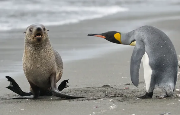 Picture animals, nature, penguin, other
