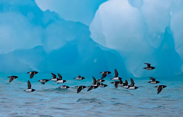 Picture iceberg, Norway, little auks, small Razorbill, Spitzberg