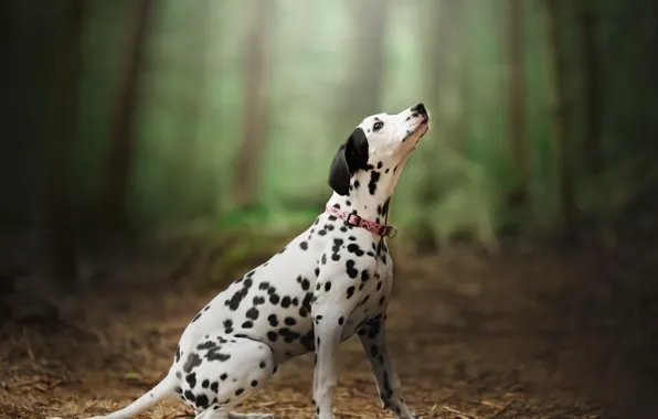 Forest, look, trees, branches, nature, pose, glade, dog